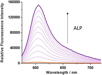 Long Wavelength TCF-Based Fluorescent Probe for the Detection of Alkaline Phosphatase in Live Cells